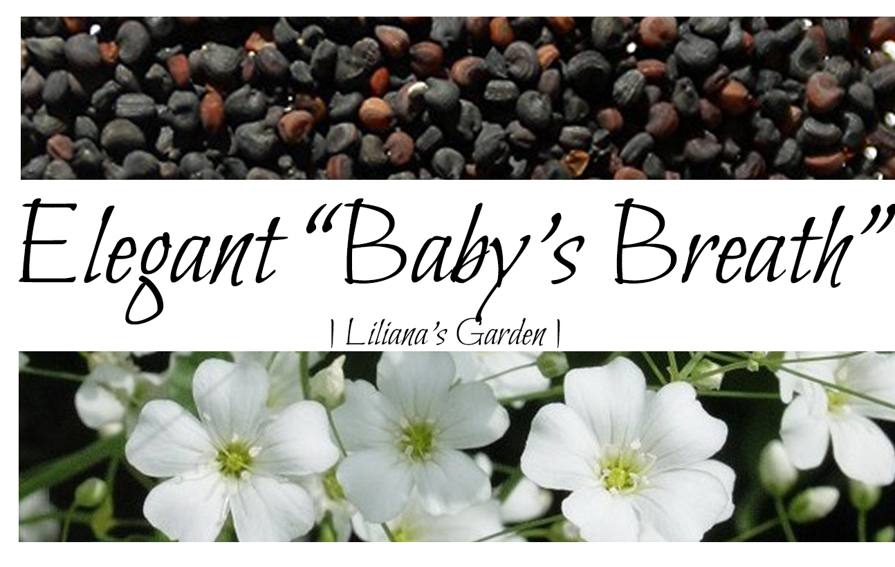 Elegant Baby's Breath – USA Grown Heirloom Flower Seeds by Liliana's Garden