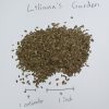 "New Kuroda" Carrot - Heirloom Seeds by Liliana's Garden - Image 2