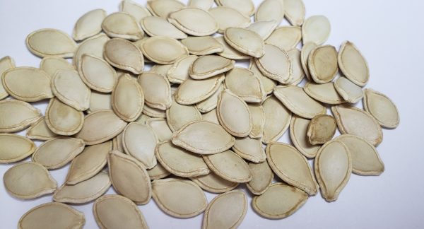 Up close picture of winter spaghetti squash seeds.