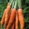 "New Kuroda" Carrot - Heirloom Seeds by Liliana's Garden - Image 3