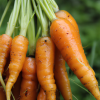 "New Kuroda" Carrot - Heirloom Seeds by Liliana's Garden - Image 4