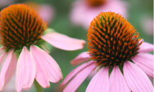 a close-up photograph of two bright pink echinacea with orange, spikey centers