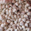 Thai Jicama Seeds - Crisp, Sweet, Apple-like Tubers | Heirloom Seeds by Liliana's Garden | - Image 2